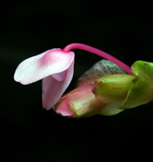 シュウカイドウの花