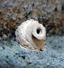 トックリバチの巣