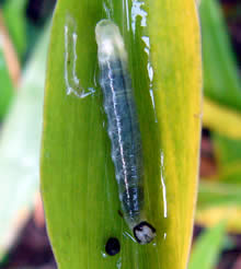 クロセセリの幼虫