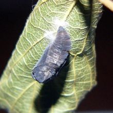 テングチョウの蛹