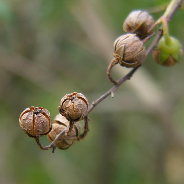 アセビの実 – 京都九条山自然観察日記