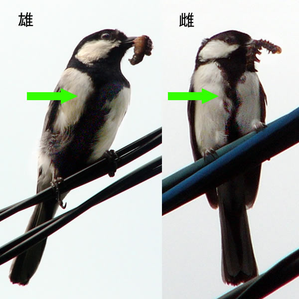 シジュウカラのつがい – 京都九条山自然観察日記