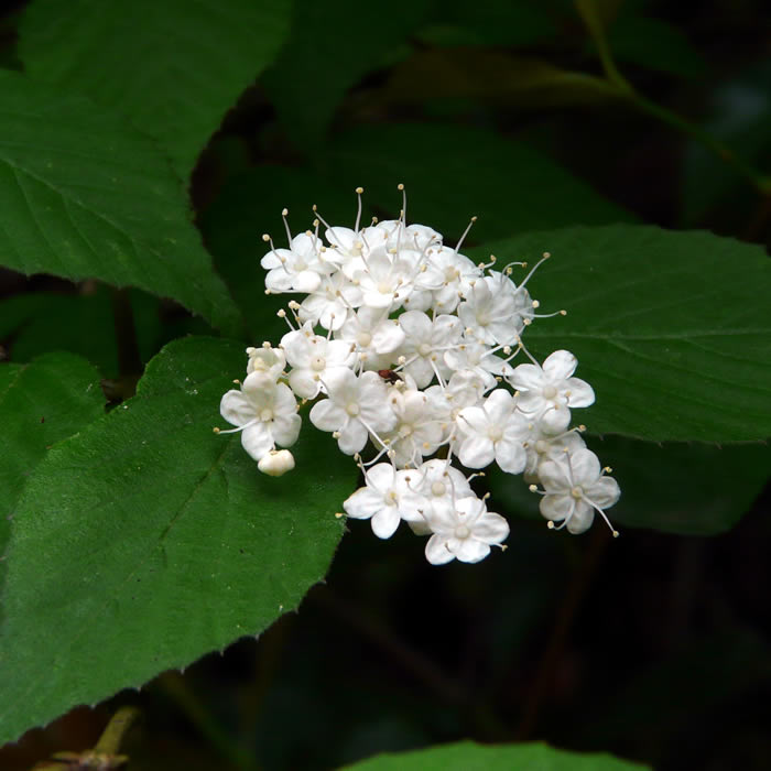 コバノガマズミ – 京都九条山自然観察日記 コバノガマズミ – 京都九条山自然観察日記