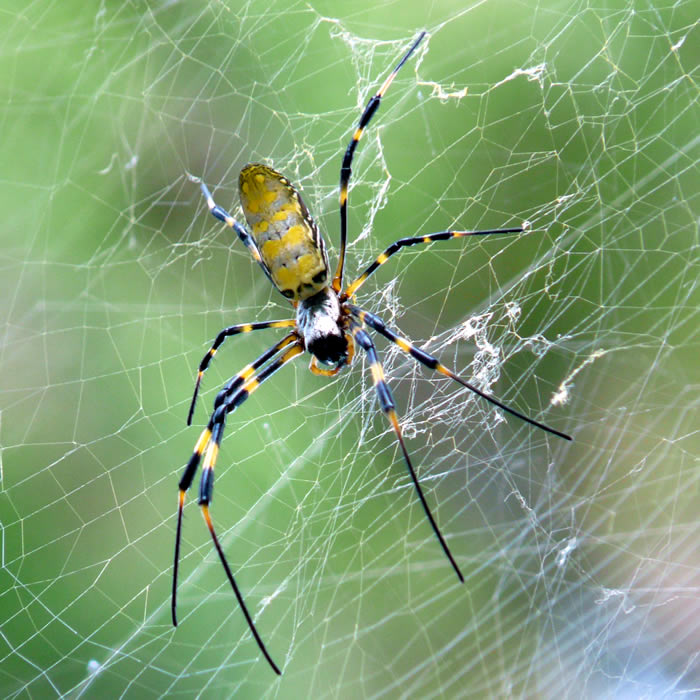 ◆最高品質和歌山染め日本生地◆こげ茶の変わり袖モダン蜘蛛の巣浴衣◆ 楽天市場】＼マラソン最終日／ 反物 浴衣地 夏用 日本製 [竺仙