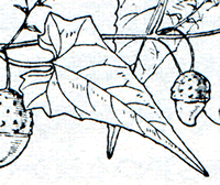 ゴキヅルの葉