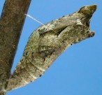 アゲハチョウの蛹